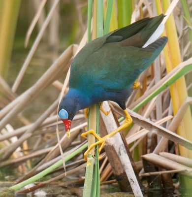 Purple Gallinule