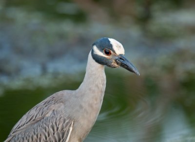 Yellow-crowned Night-Heron