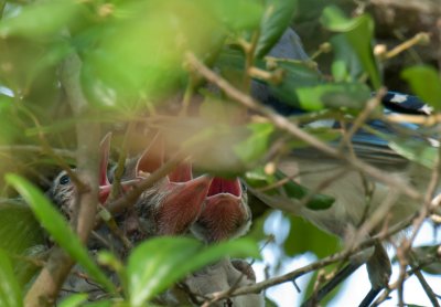 Fledgling Blue Jays