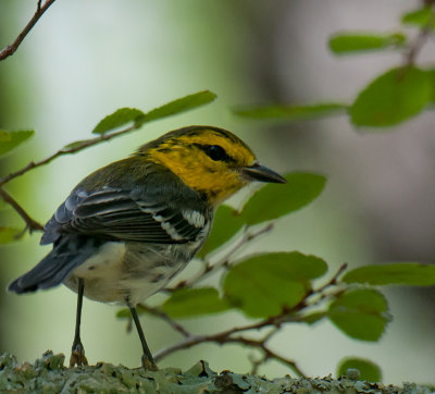 Golden-cheeked Warbler