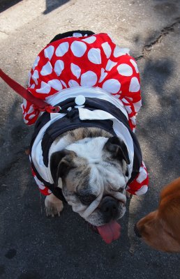 Murphy meets a well dressed girlie