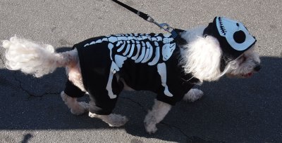 Skeleton doggie