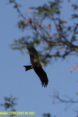 Rapaces