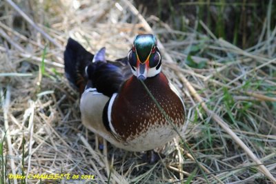 Canard Branchu