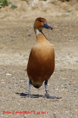 Canard