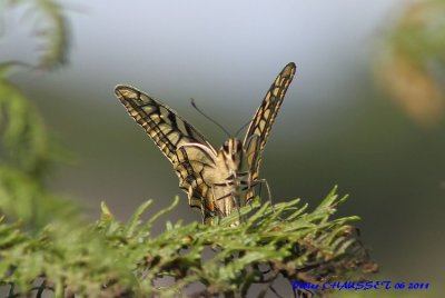 Papillons