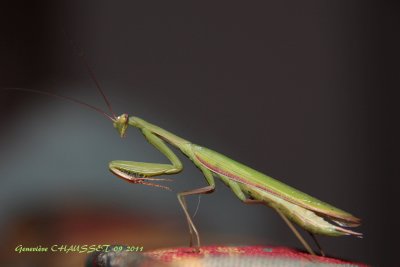 Divers insectes
