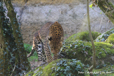 Lopard de Perse