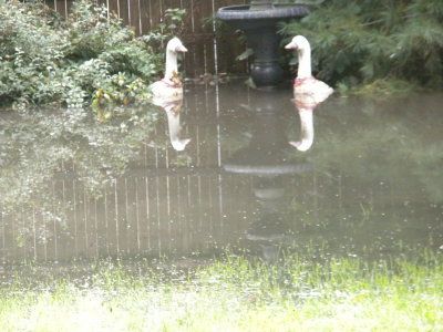 FlashFlood 100411-55.JPG