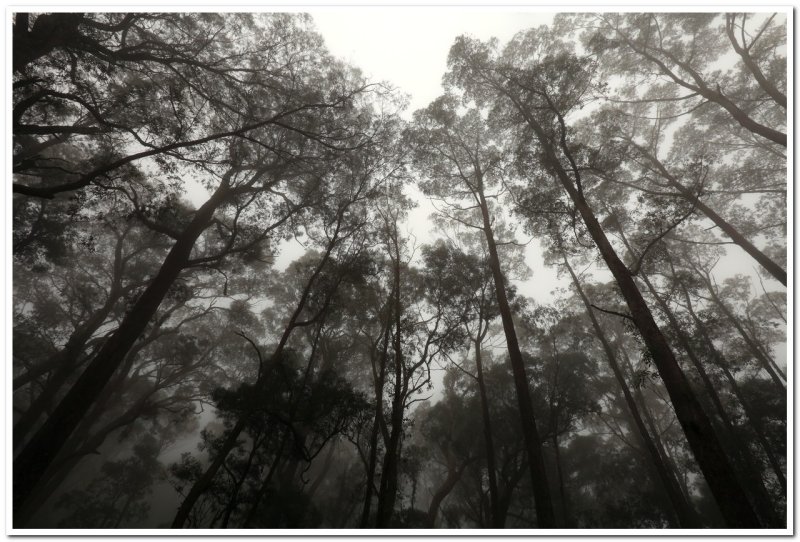 Trees in Fog