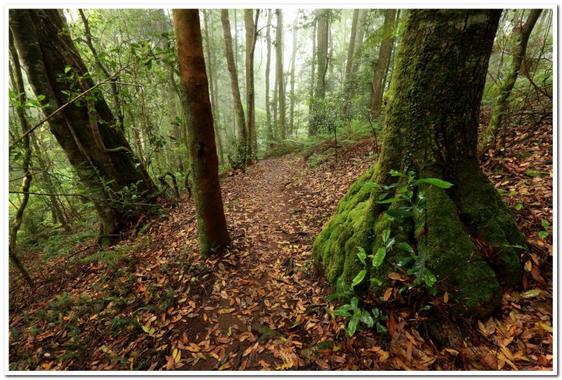 Mt Wilson Waterfall Reserve