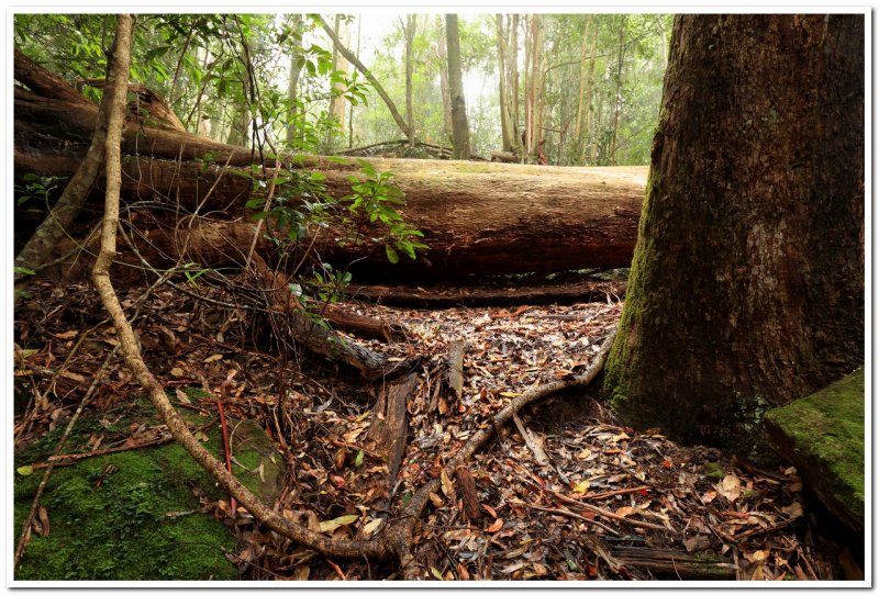 Mt Wilson Waterfall Reserve