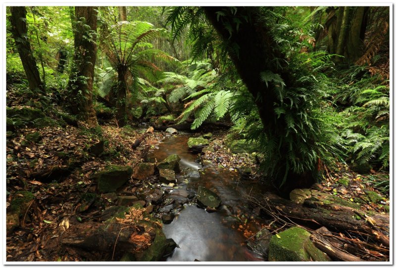 Mt Wilson Creek