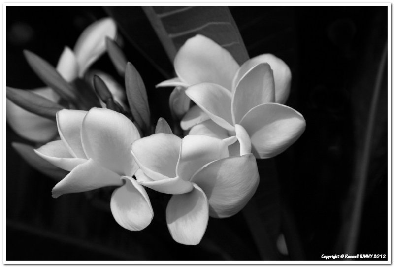 Frangipani