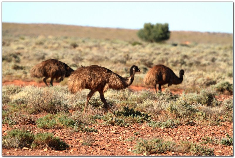 Parachilna Emus