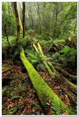 Mt. Wilson, NSW