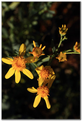 Australian Wild Flower