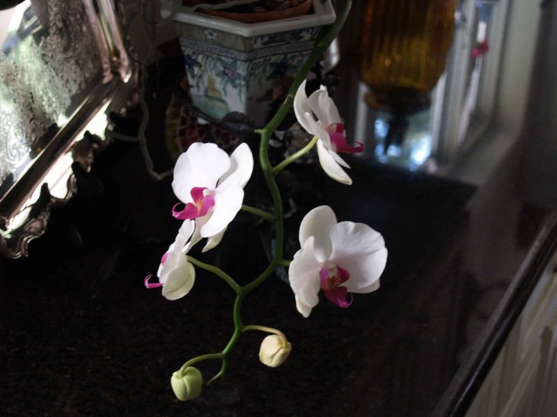 Beths Orchid original