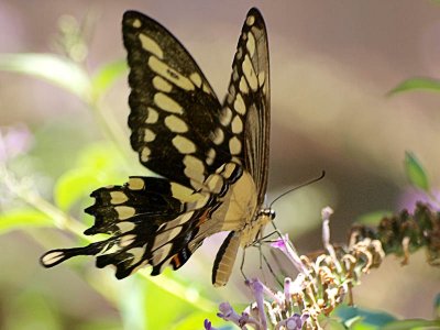 Giant Swallowtail