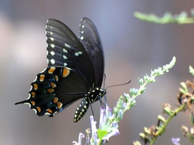  Butterflies in Tyler, Texas