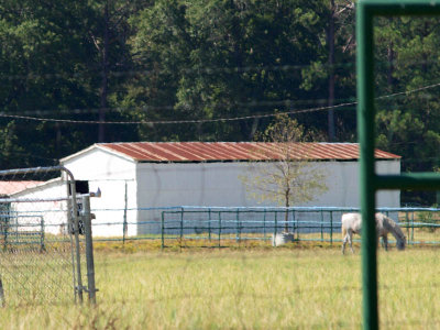 Camp Tyler shed