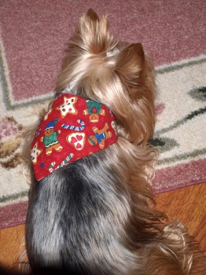 Look at my Christmas neckerchief!