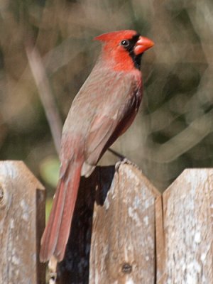 Cardinal