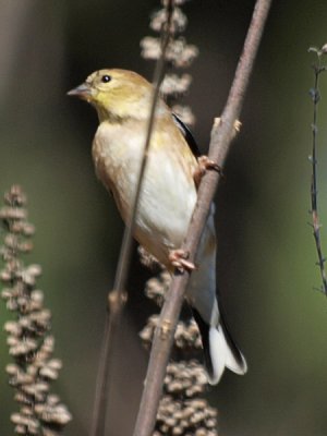 Goldfinch