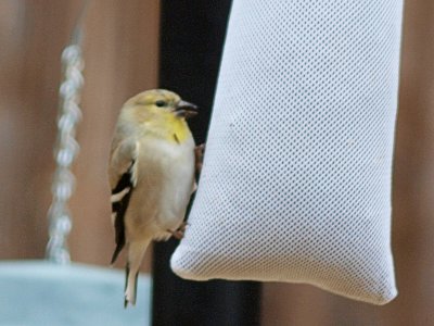 Goldfinch