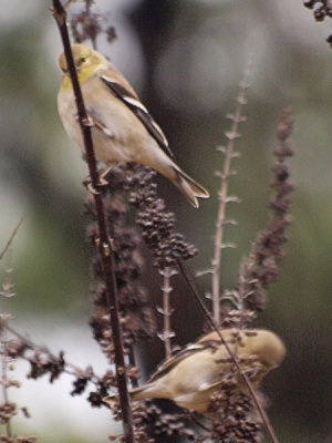 Goldfinches