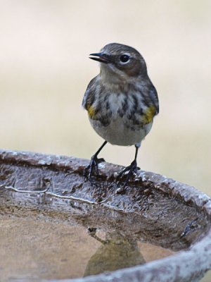 Yellow Rumped Warbler