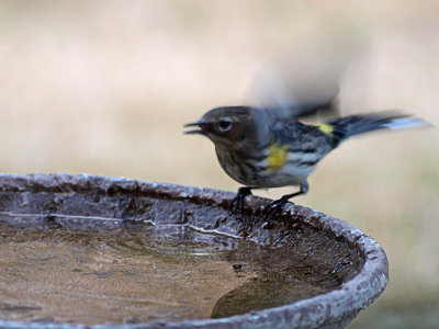 Yellow Rumped Warbler