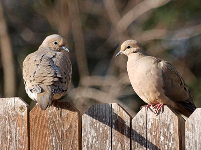 Doves