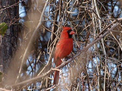 Cardinal