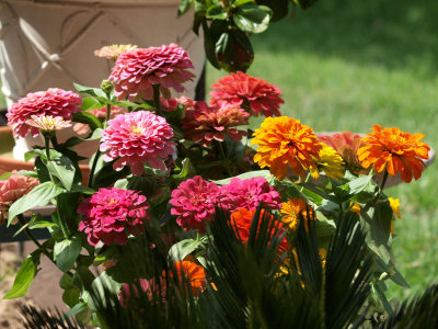 Zinnias