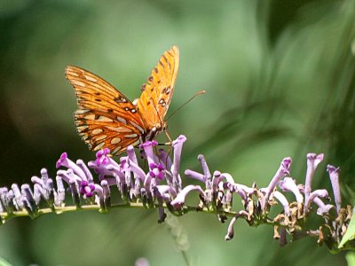 Butterly Bush