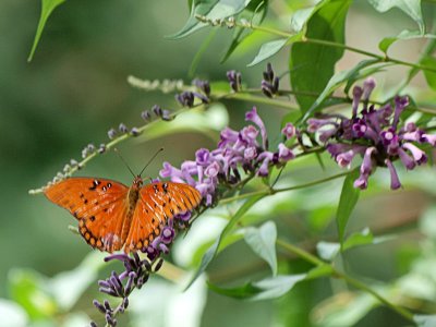 Blooms & Butterfly