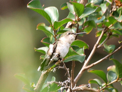 Hummingbird