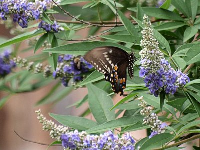 Swallowtail