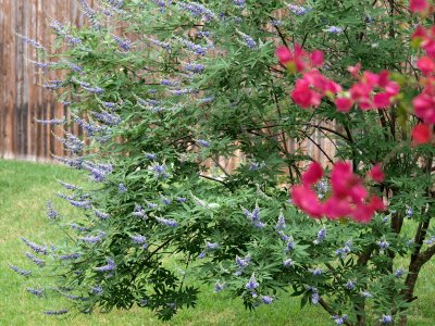 Vitex tree