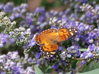 Butterfly on Vitex bloom