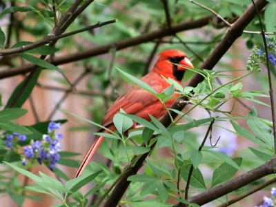 Cardinal