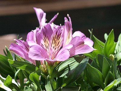 Alstroemeria - Peruvian Lily