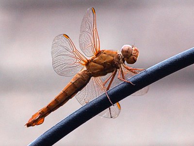 Dragonfly - first of the season