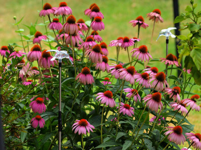 Coneflowers