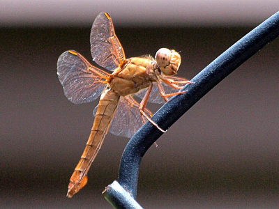 Dragonfly