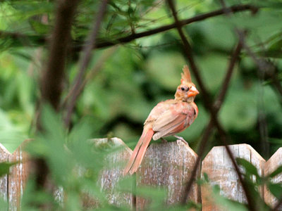 Immature Cardinal