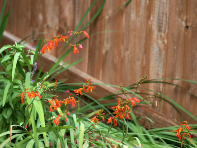 Crocosmia