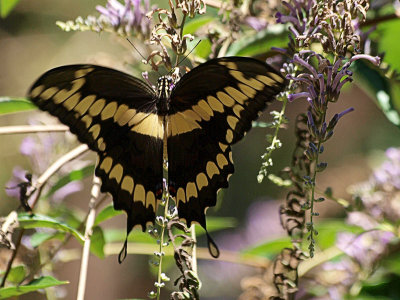 Wings spread