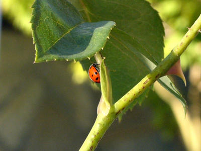 One Ladybug